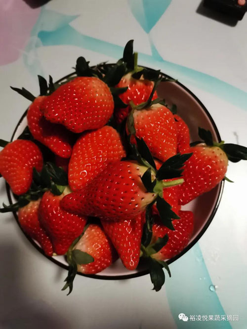 ​泰安南开发区裕凌悦草莓采摘开始了！